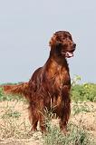 SETTER IRLANDAIS 003